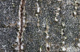 Opegrapha niveoatra
