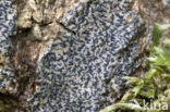 Opegrapha niveoatra