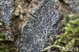 Opegrapha niveoatra