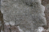 Witte schotelkorst (Lecanora chlarotera)