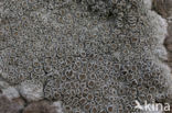 Witte schotelkorst (Lecanora chlarotera)