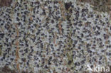 Arthothelium ruanum