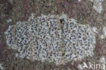 Arthothelium ruanum