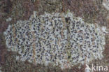 Arthothelium ruanum