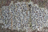 Arthothelium ruanum