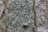 lime writing moss (alyxoria viridipruinosa)