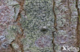 lime writing moss (alyxoria viridipruinosa)