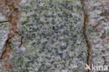 lime writing moss (alyxoria viridipruinosa)