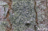 lime writing moss (alyxoria viridipruinosa)