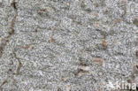 Common script lichen (Graphis scripta)