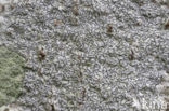 Common script lichen (Graphis scripta)