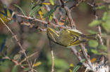 Lemon-rumped Warbler (Phylloscopus proregulus)