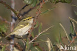 Lemon-rumped Warbler (Phylloscopus proregulus)