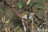 Lemon-rumped Warbler (Phylloscopus proregulus)