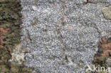 Common script lichen (Graphis scripta)