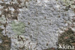 Common script lichen (Graphis scripta)