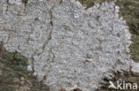 Common script lichen (Graphis scripta)
