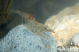 migrant prawn (Palaemon macrodactylus)