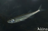 Sand-smelt (Atherina presbyter)