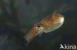 Little Cuttle (Sepiola atlantica)