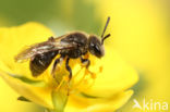 Zadeldwergzandbij (Andrena falsifica)