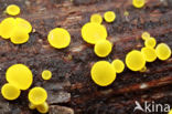 Geel schijfzwammetje (Bisporella citrina)