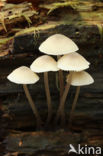 Angel s bonnet (Mycena arcangeliana)