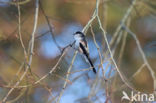 Staartmees (Aegithalos caudatus)