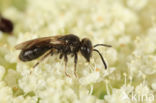 Glimmende dwergzandbij (Andrena minutuloides)