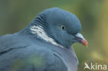 Wood Pigeon