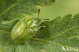 Cassida stigmatica