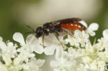 Dikkopbloedbij (Sphecodes monilicornis)