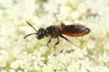 Sphecodes monilicornis