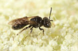 Andrena minutuloides