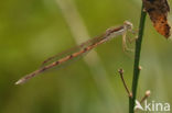 Brown Emerald Damselfly (Sympecma fusca)