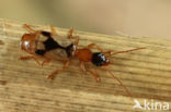 Viervlek Rietklimmer (Demetrias imperialis)