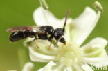 Kleine tuinmaskerbij (Hylaeus pictipes)