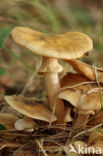 Echte honingzwam (Armillaria mellea)