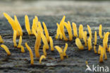 Geel hoorntje (Calocera cornea)