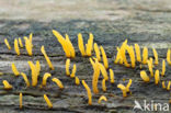 Geel hoorntje (Calocera cornea)