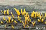 Calocera cornea