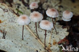 Witte paardenhaartaailing (Marasmius quercophilus)