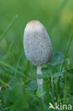 Umbrella Inkycap (Coprinus plicatilis)