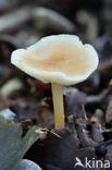 Eikenbladzwammetje (Collybia dryophila)