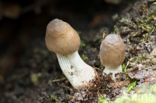 grooved bonnet (Mycena polygramma)