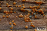Niersporig wasbekertje (Orbilia delicatula)