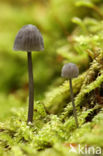 Blauwgrijze schorsmycena (Mycena pseudocorticola)