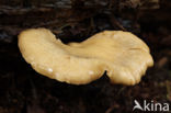 Waaierbuisjeszwam (Polyporus varius)