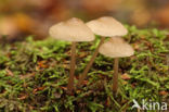 Helmmycena (Mycena galericulata)