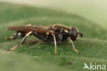 Kleine Rode Bladloper (Xylota tarda)